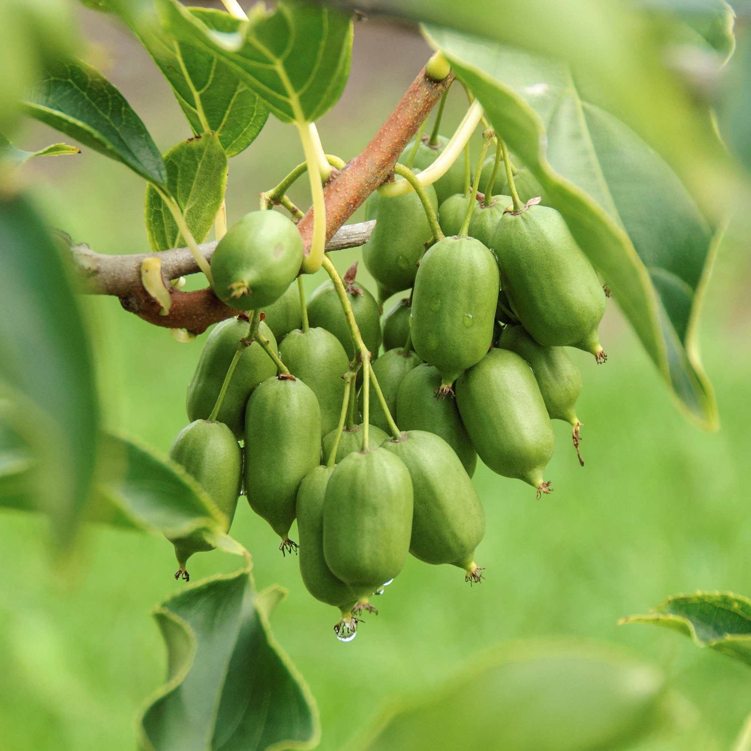 Kiwibeeren (Actinidia arguta)