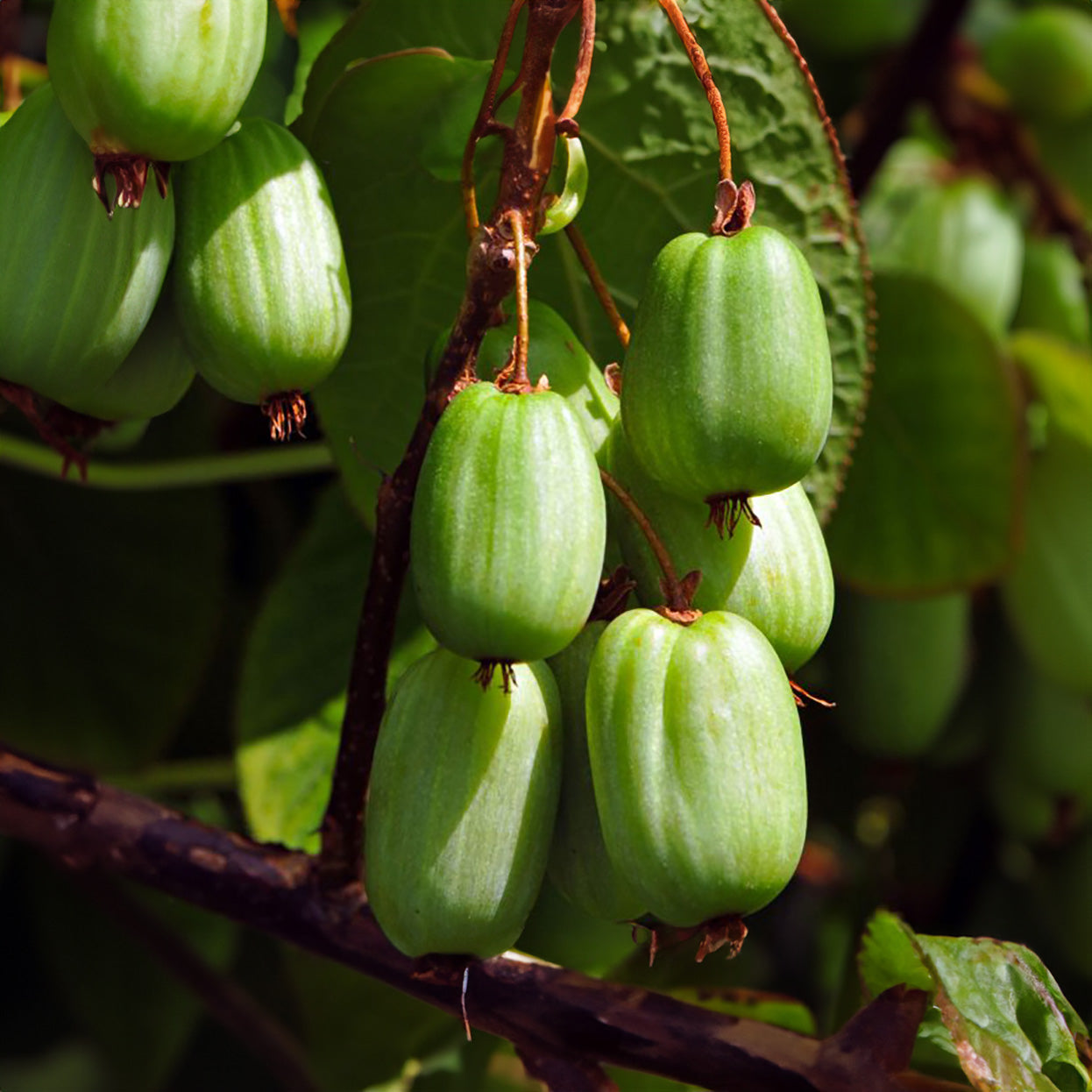 Sibirische Kiwibeeren (Actinidia kolomikta)