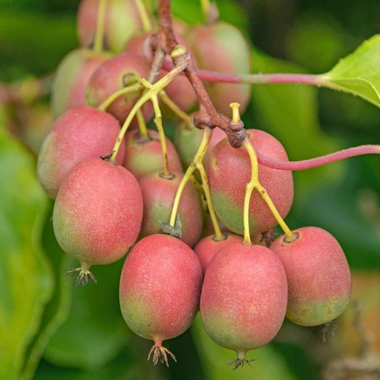 Kiwibeere Ananasnaya - Minikiwi (Actinidia arguta)