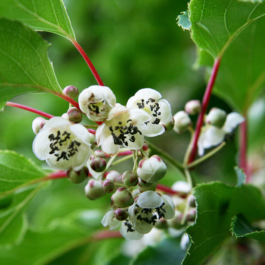 Männliche Kiwibeere - Minikiwi (Actinidia arguta)