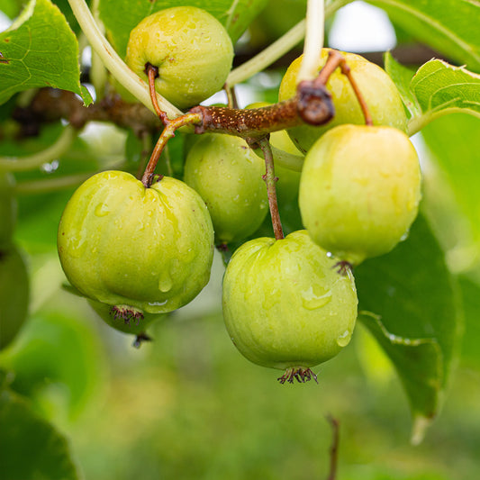 Kiwibeere Chang Bai - Minikiwi (Actinidia arguta)