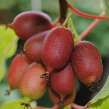 Kiwiberry Kiwiri® Cherrybomb - Minikiwi (Actinidia arguta)