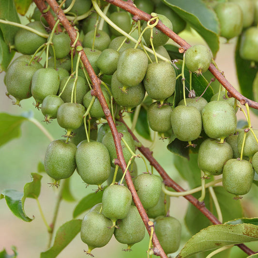 Kiwibeere Kiwiri® Cinderella - Minikiwi (Actinidia arguta)