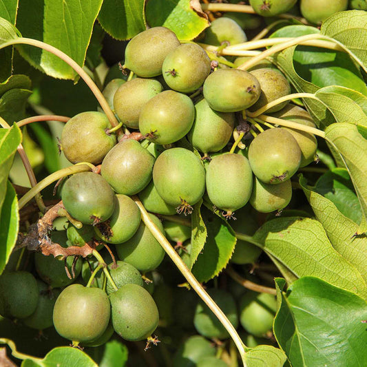 Kiwibeere Kiwiri® Fresh Jumbo - Minikiwi (Actinidia arguta)