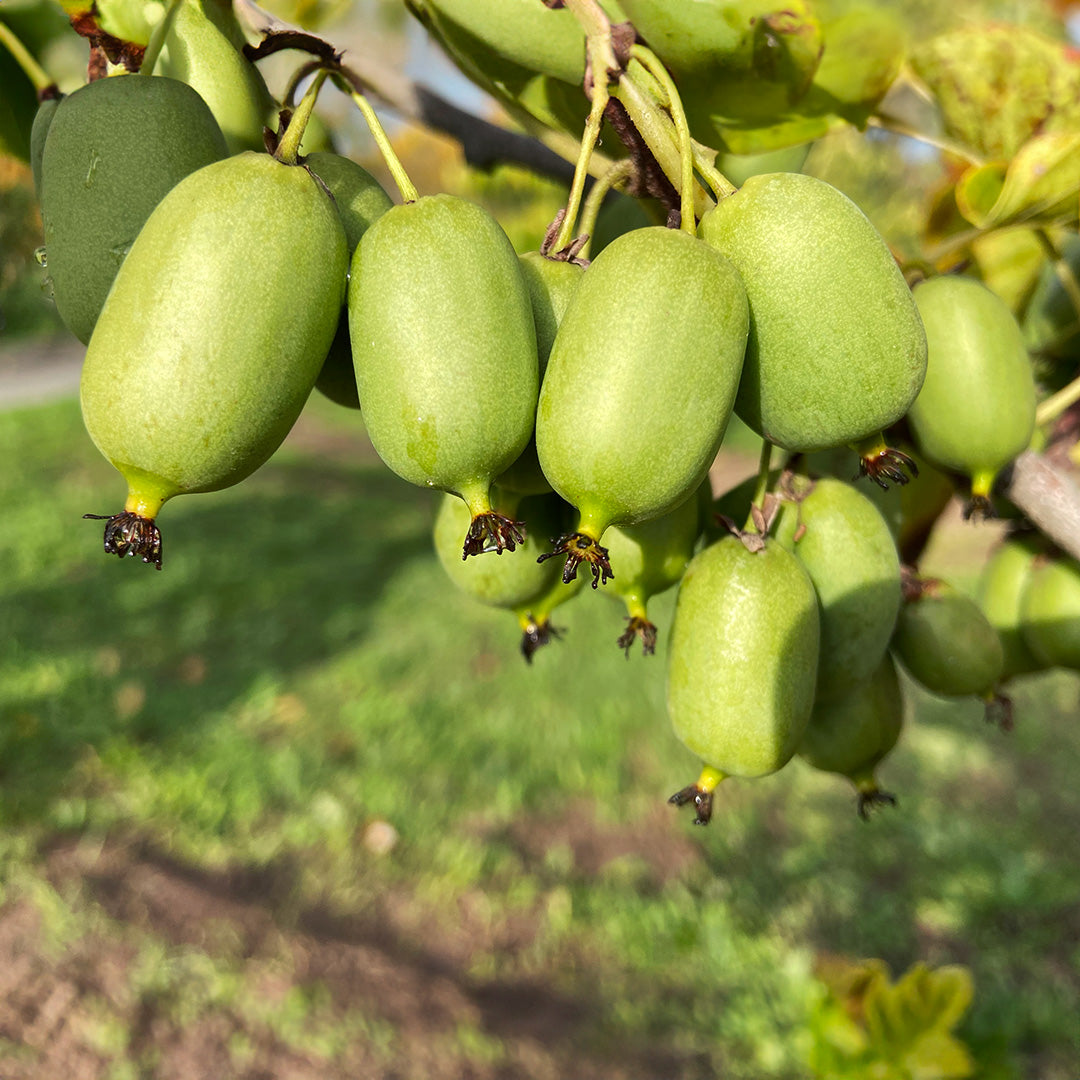 Kiwiberry Issai - Minikiwi (Actinidia arguta)