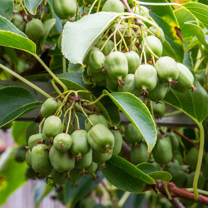 Kiwiberry Kiwiri® Julia - Minikiwi (Actinidia arguta)