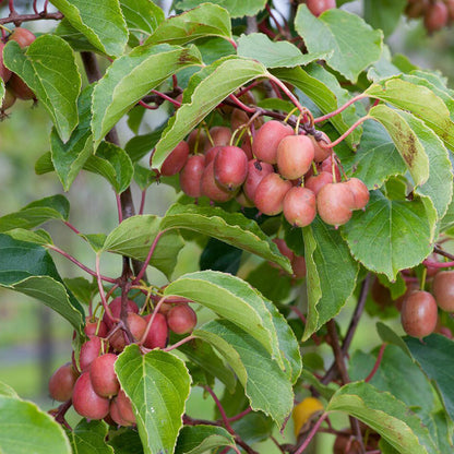 Kiwibeere Kens Red - Minikiwi (Actinidia arguta)