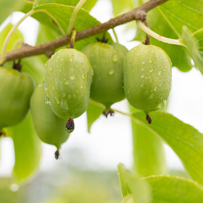 Kiwibeere Kiewskaja Krupnoplodnaja - Minikiwi (Actinidia arguta)