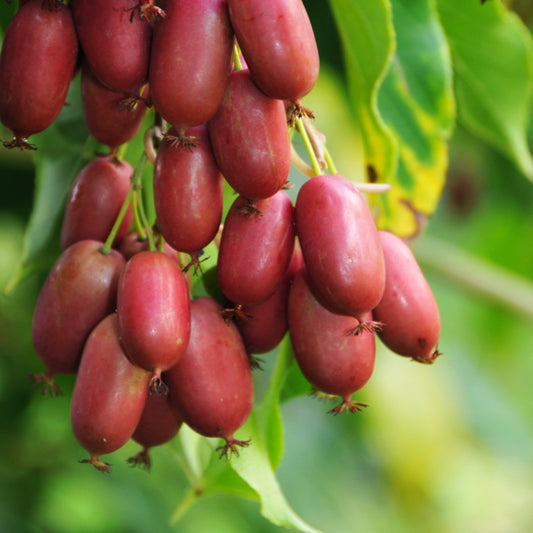 Kiwibeere Purpurna Sadowa - Minikiwi (Actinidia arguta)