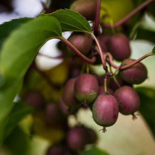 Kiwibeere Kiwiri® Red Beauty - Minikiwi (Actinidia arguta)