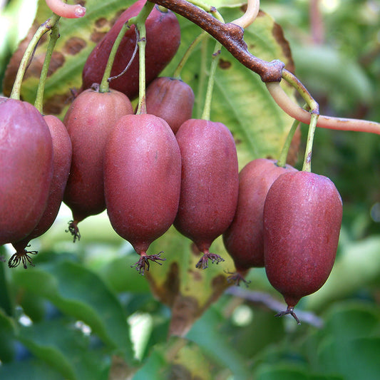 Kiwibeere Kiwiri® Red Jumbo - Minikiwi (Actinidia arguta)