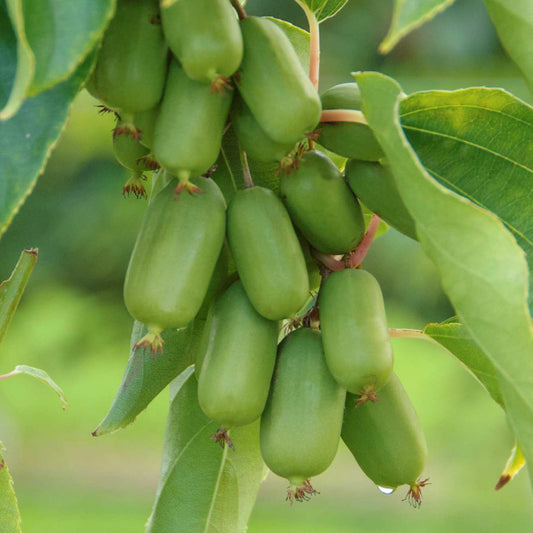 Kiwibeere Kiwiri® Super Jumbo - Minikiwi (Actinidia arguta)