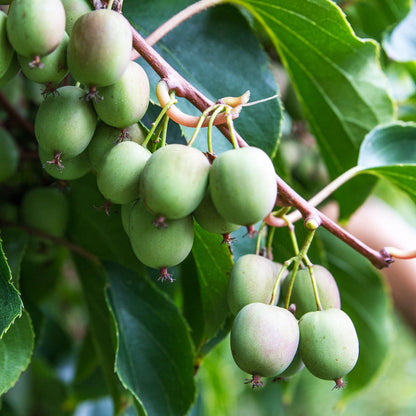 Kiwibeere Weiki - Minikiwi (Actinidia arguta)