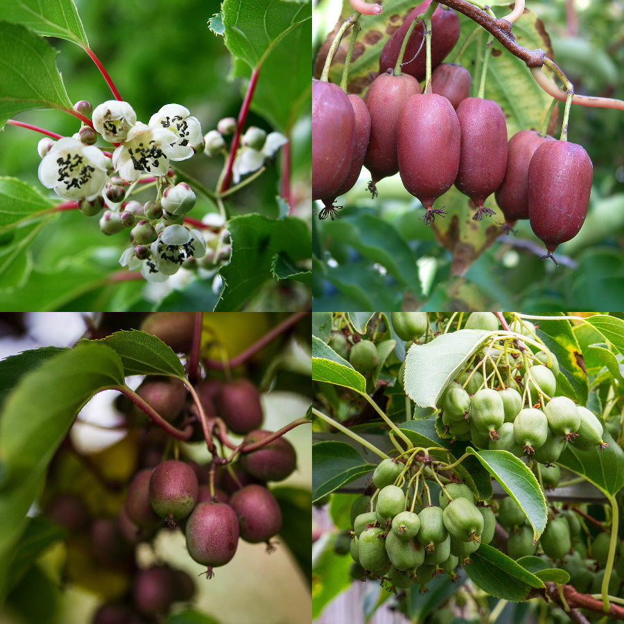 Kiwibeeren Quartett - 4 Pflanzen (Actinidia arguta)