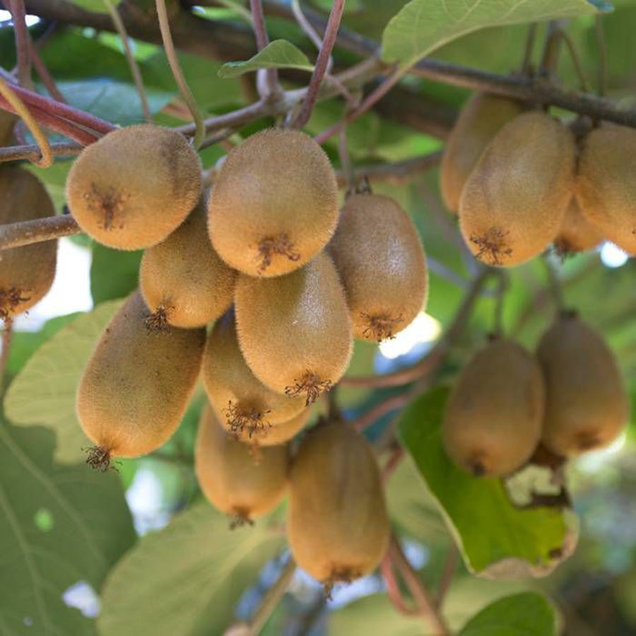 Kiwi Hayward (Actinidia deliciosa)