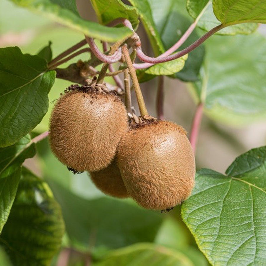 Kiwi Jenny (Actinidia deliciosa)