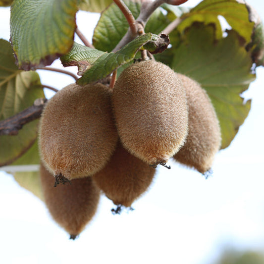 Kiwi Kivite (Actinidia deliciosa)