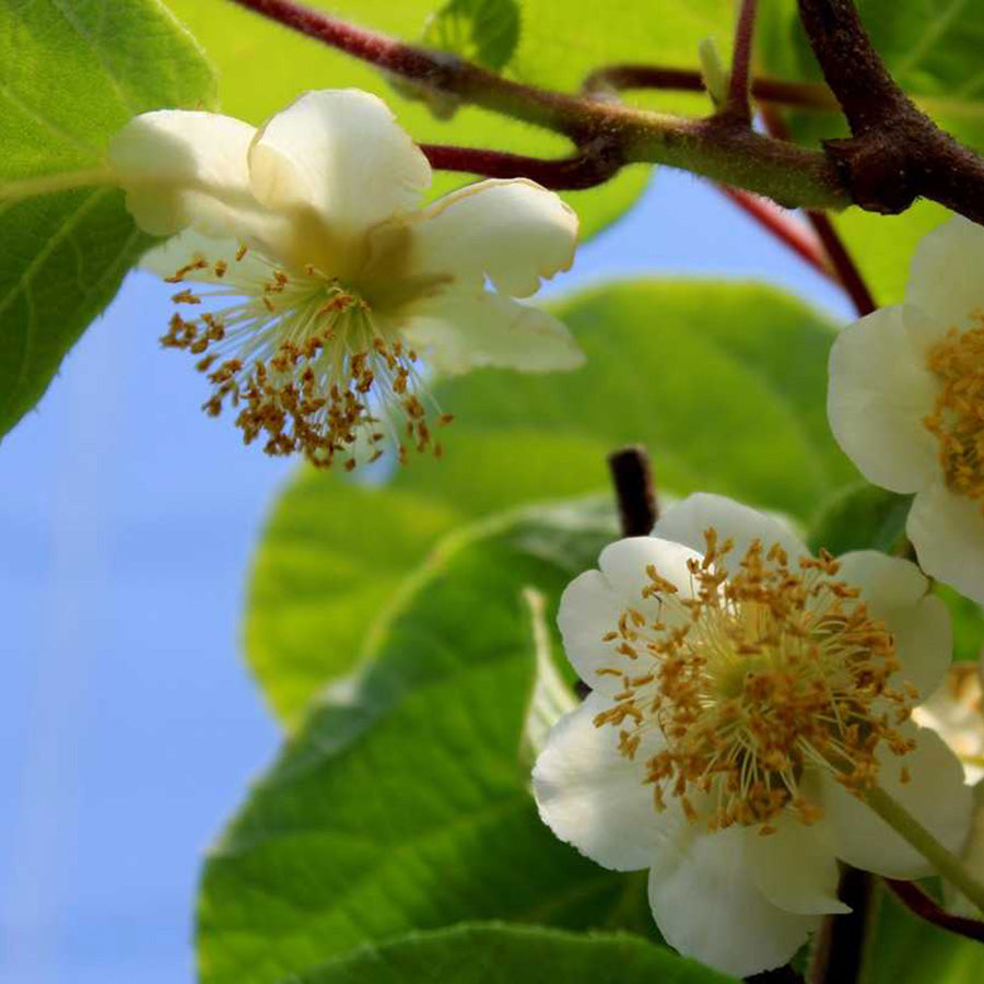 Male Kiwi Tomuri (Actinidia deliciosa)