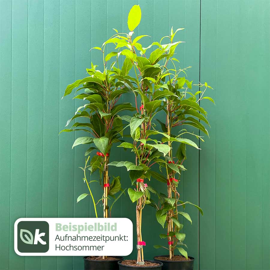 Kiwiberry Kiwiri® Cherrybomb - Minikiwi (Actinidia arguta)