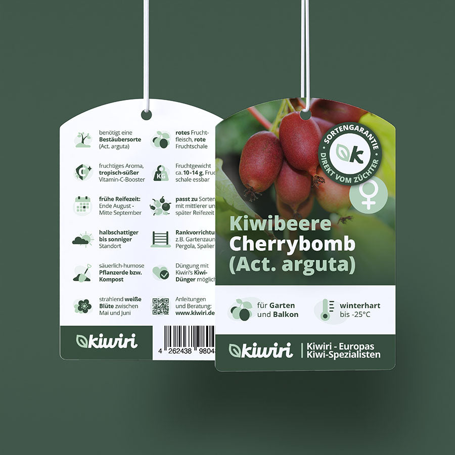 Kiwibeere Kiwiri® Cherrybomb - Minikiwi (Actinidia arguta)