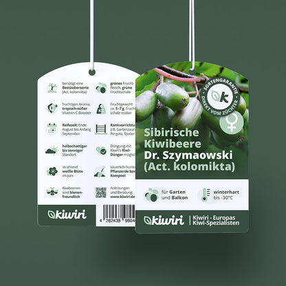 Sibirische Kiwibeere Dr. Szymanowski (Actinidia kolomikta)