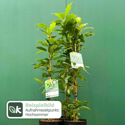 Kiwibeere Kiwiri® Fit-Berry Jassai - Minikiwi (Actinidia arguta)