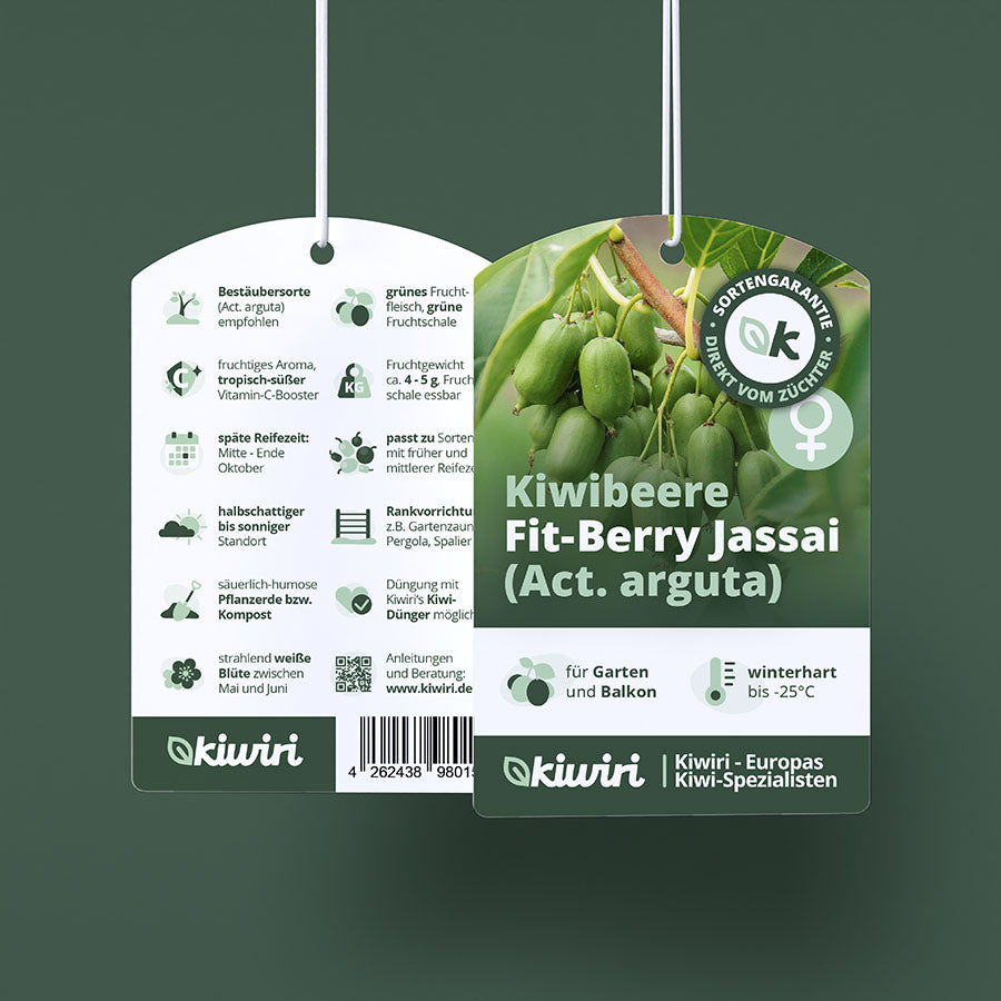 Kiwibeere Kiwiri® Fit-Berry Jassai - Minikiwi (Actinidia arguta)