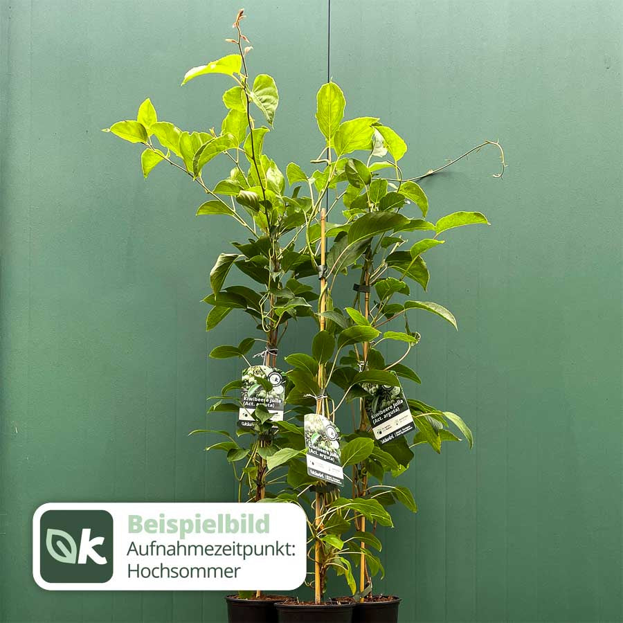 Kiwiberry Kiwiri® Julia - Minikiwi (Actinidia arguta)