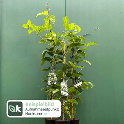 Kiwiberry Kiwiri® Julia - Minikiwi (Actinidia arguta)