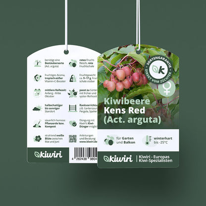 Kiwiberry Kens Red - Minikiwi (Actinidia arguta)