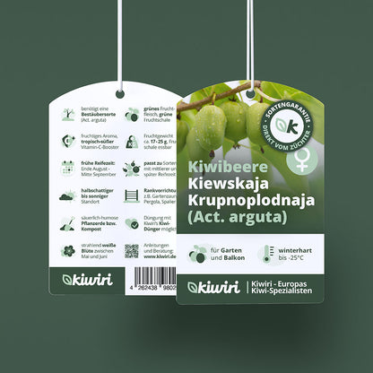 Kiwiberry Kievskaya Krupnoplodnaja - Minikiwi (Actinidia arguta)