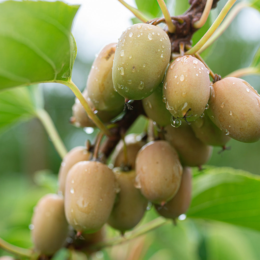 Kiwi- und Kiwibeeren-Dünger