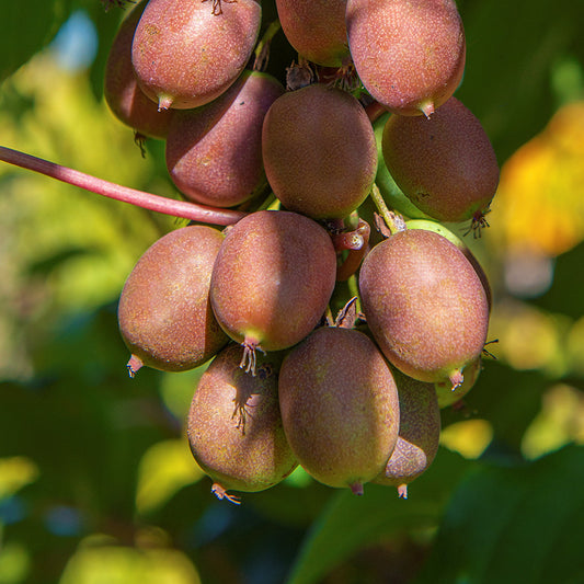 Kiwibeere Kiwiri® Mariered - Minikiwi (Actinidia arguta)