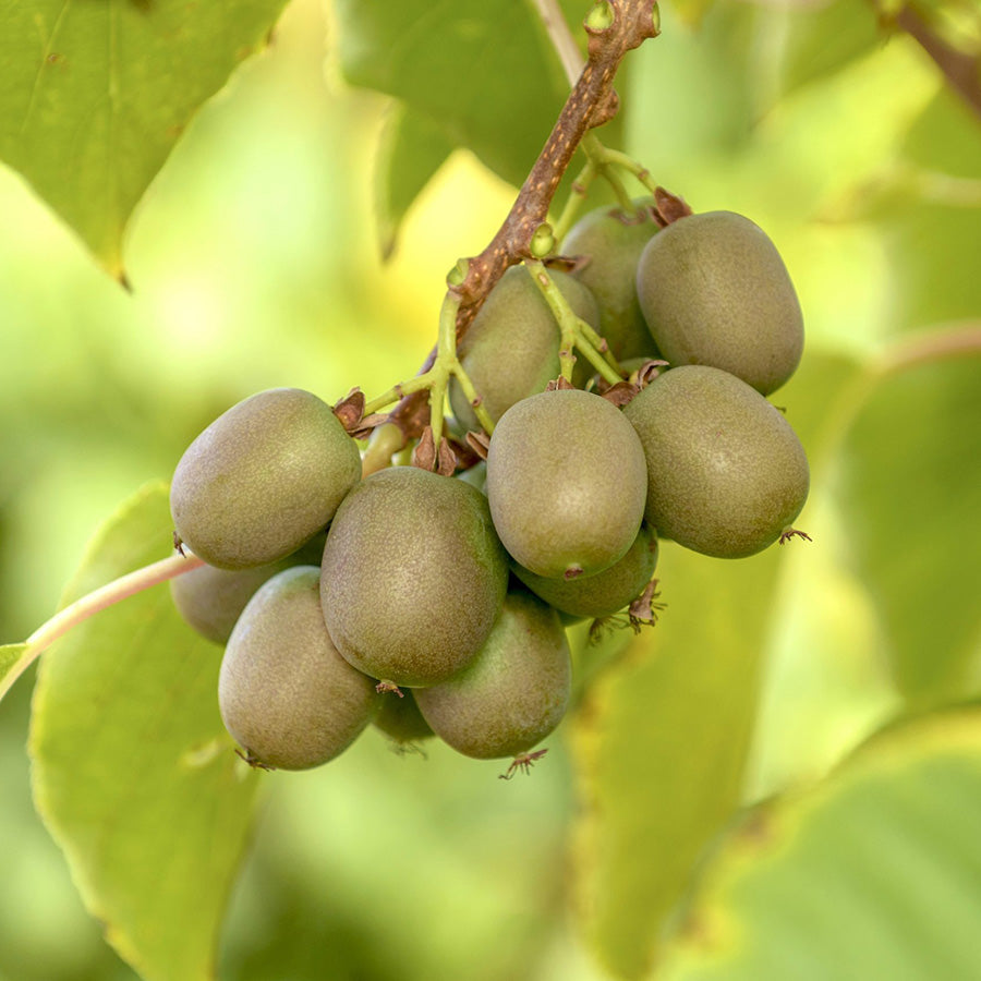 Kiwibeere Kiwiri® Victoria - Minikiwi (Actinidia arguta)