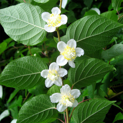 Japanische Kiwibeere Matatabi - Silberwein (Actinidia polygama)