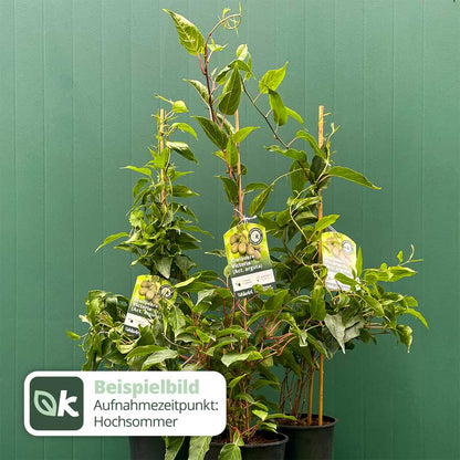 Kiwibeere Kiwiri® Victoria - Minikiwi (Actinidia arguta)