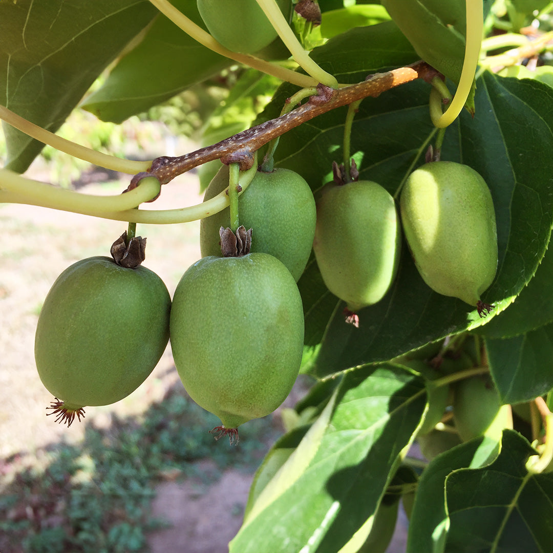 Kiwibeere Kokuwa - Minikiwi (Actinidia arguta)