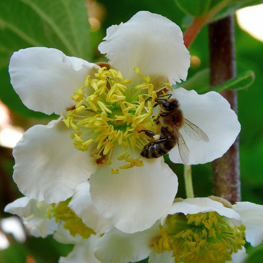 Männliche japanische Kiwibeere - Silberwein (Actinidia polygama)