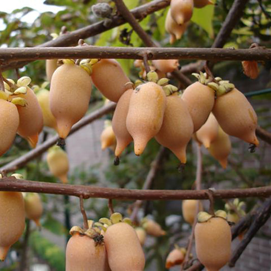 Japanische Kiwibeere Matatabi - Silberwein (Actinidia polygama)