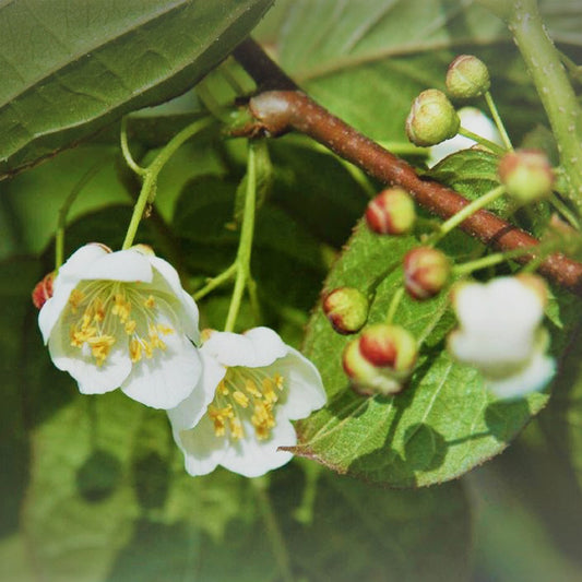 Männliche sibirische Kiwibeere Adam (Actinidia kolomikta)