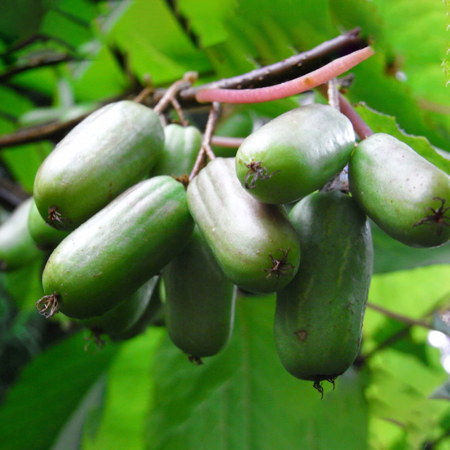 Siberian kiwi berry Dr. Szymanowski (Actinidia kolomikta) 