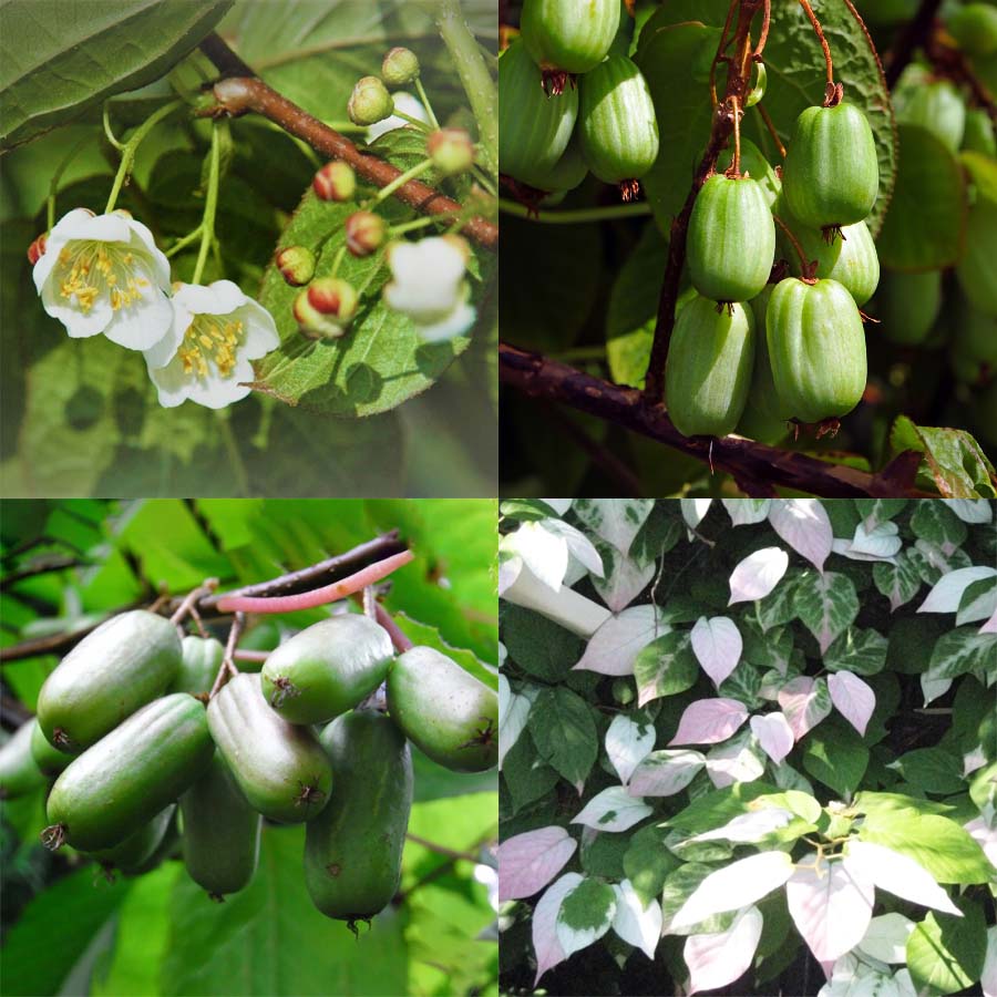 Siberian Kiwiberry Duo – 2 plants (Act. kolomikta)